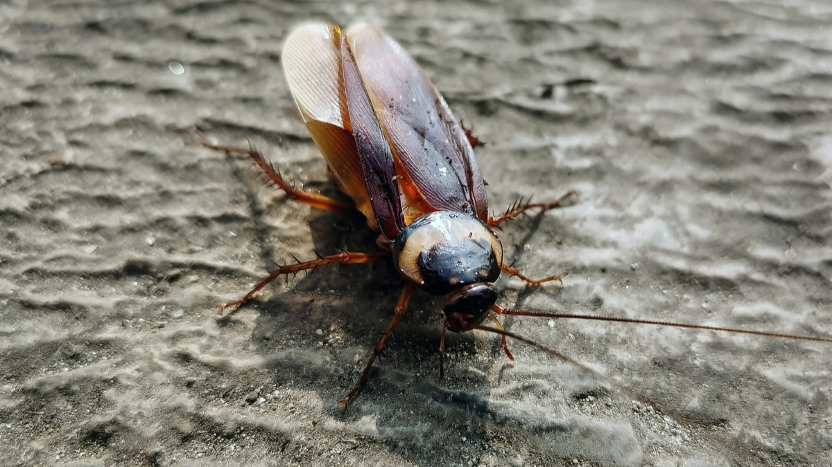 Close-up of a cockroach on a concrete surface